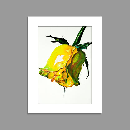 YELLOW ROSE